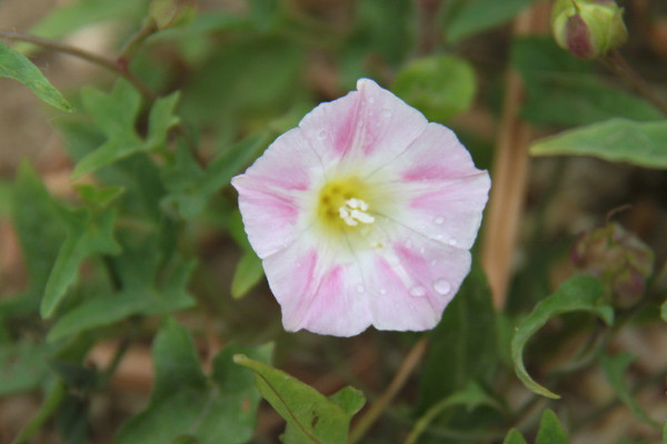 牽牛花種子怎樣保存