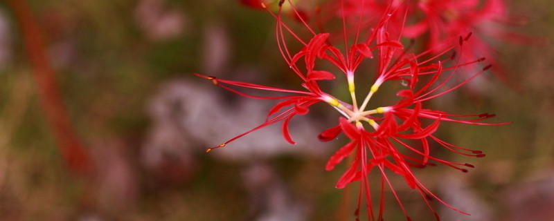 彼岸花根莖是什么樣子