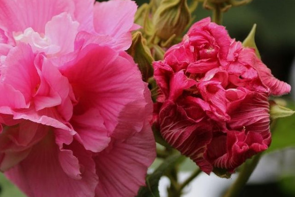 芙蓉花夏天開了花秋天也開花嗎