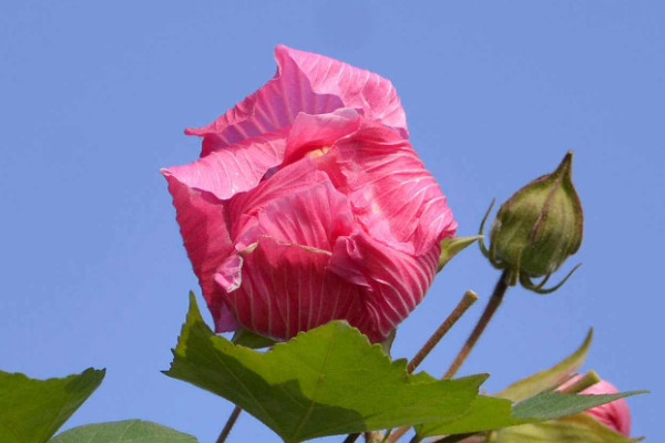 芙蓉花小苗換盆用不用澆透水