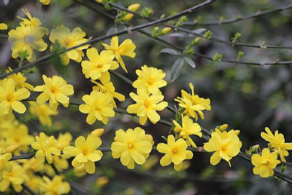 迎春花什么時間倒盆