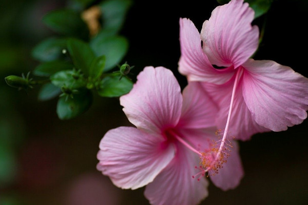 芙蓉花澆水多葉子黃嗎