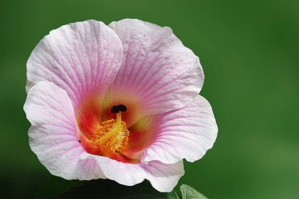 芙蓉花澆水多葉子黃嗎