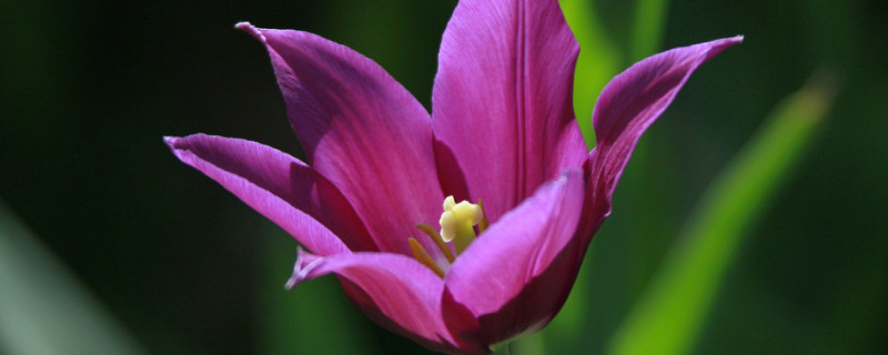 郁金香為什么見光開花