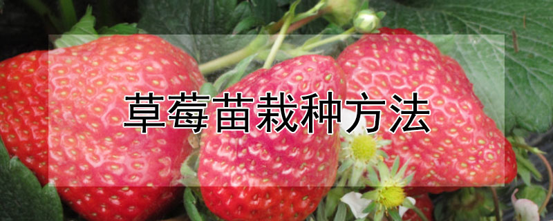 草莓苗栽種方法