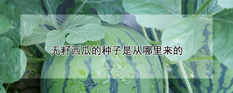 無籽西瓜的種子是從哪里來的