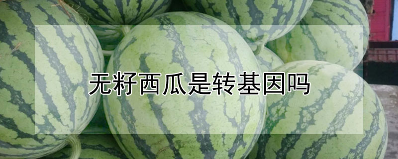 無籽西瓜是轉基因嗎