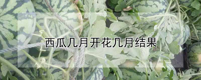 西瓜幾月開花幾月結果