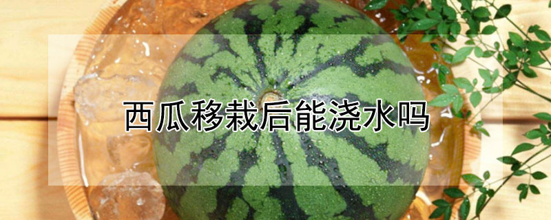 西瓜移栽后能澆水嗎