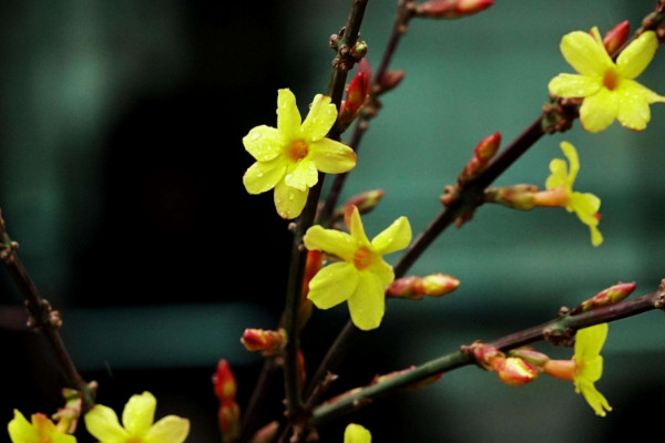 迎春花冬季會發(fā)芽嗎