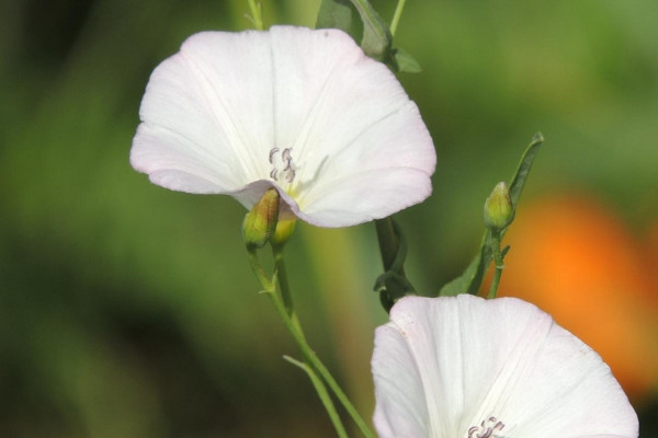 牽牛花長蟲子怎么處理