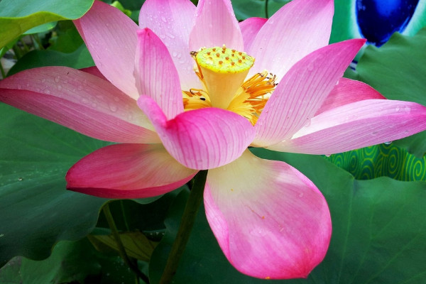 荷花水養需要多高