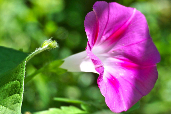 牽牛花要打頂嗎