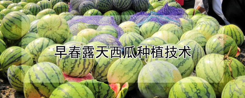 早春露天西瓜種植技術(shù)