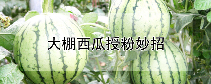 大棚西瓜授粉妙招