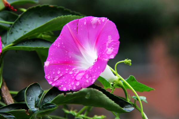 牽牛花開花可以施肥嗎