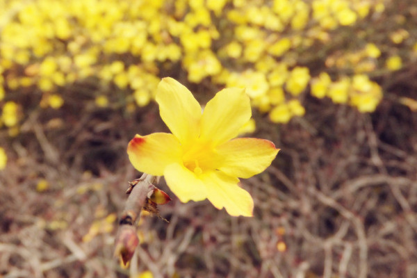 迎春花幾月形成花苞