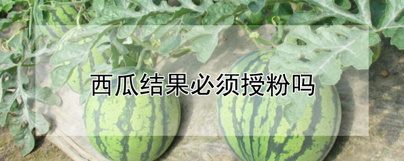 西瓜結果必須授粉嗎