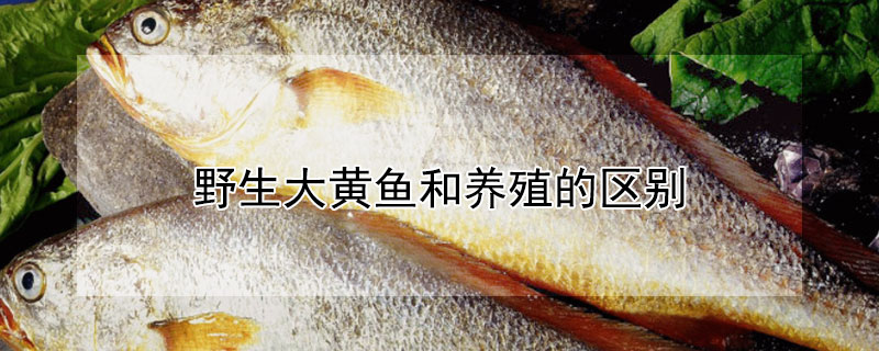 野生大黃魚和養殖的區別