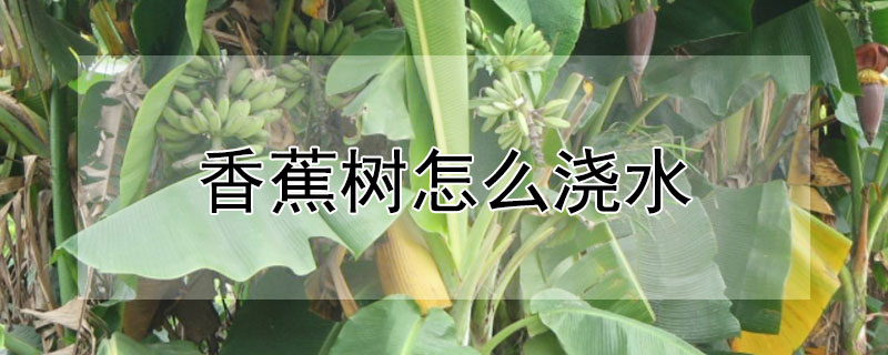 香蕉樹怎么澆水