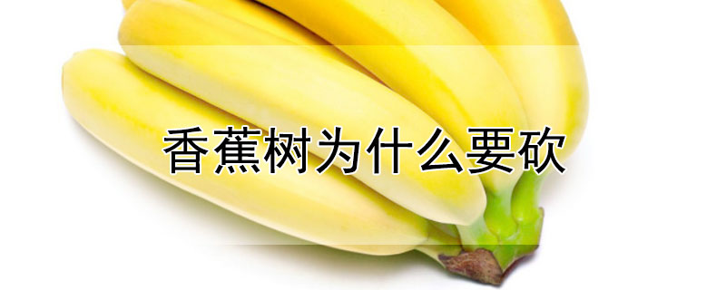 香蕉樹為什么要砍