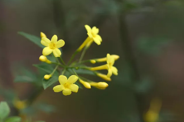 迎春花冬天能剪枝嗎