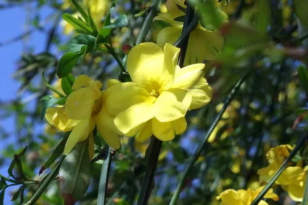 迎春花秋天可以修剪嗎