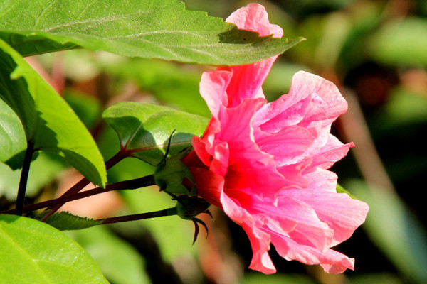 芙蓉花夏季可以水培嗎