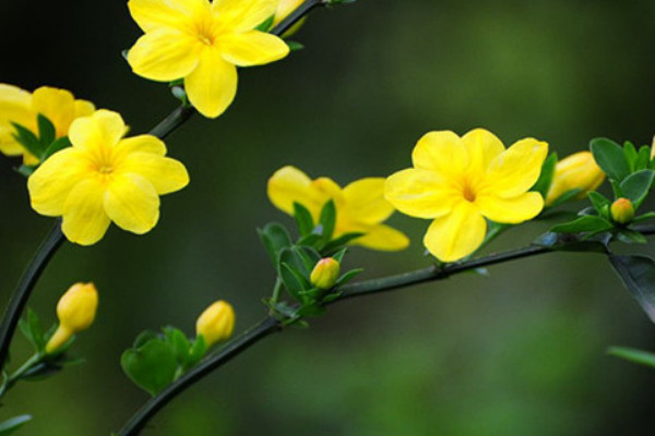 盆栽迎春花長白霉怎么治