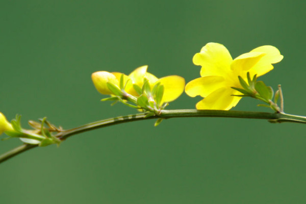 盆栽迎春花長白霉怎么治