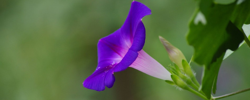 牽牛花藤可以吃嗎