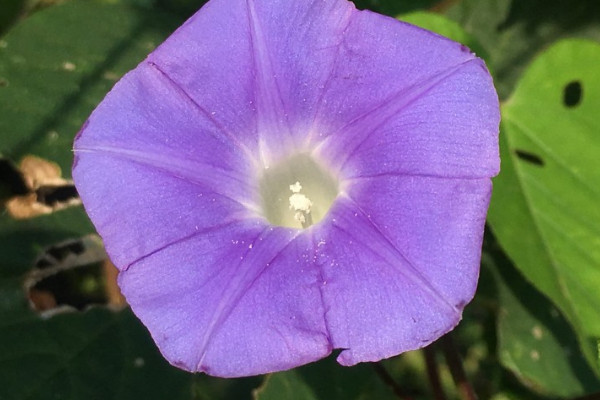 牽牛花藤可以吃嗎