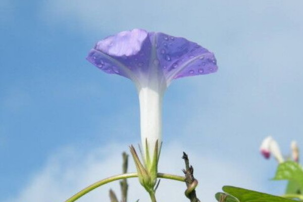 牽牛花移栽多久可以緩苗