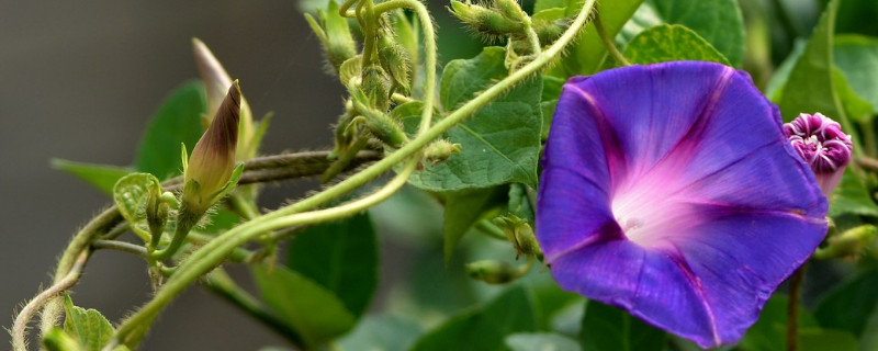 牽牛花移栽容易活嗎