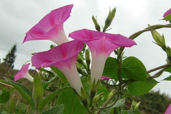 牽牛花枝條太長怎么修剪