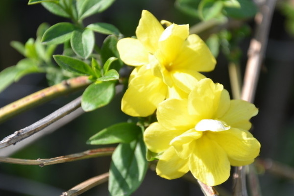 迎春花開花前如何修剪