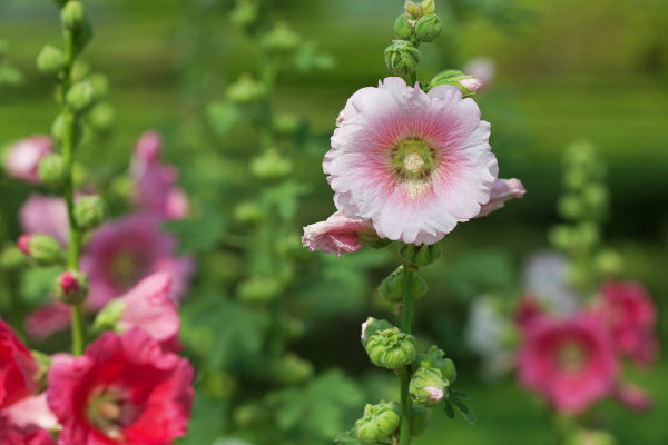 芙蓉花換盆后葉子為什么會蔫