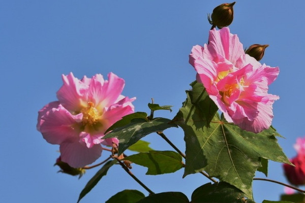 芙蓉花根部能泡水生根嗎