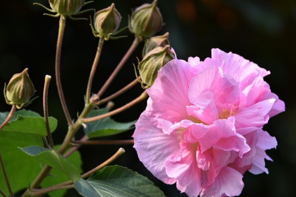 芙蓉花根部能泡水生根嗎