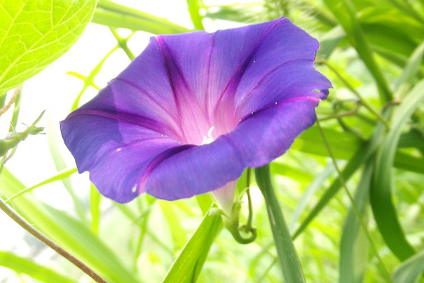 盆栽牽牛花黃葉怎么辦