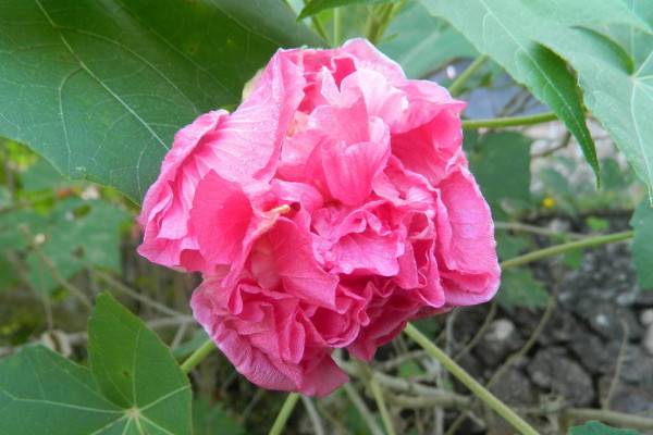 芙蓉花春天澆幾次肥