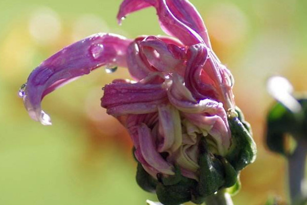 水養(yǎng)菊花幾天換一次水