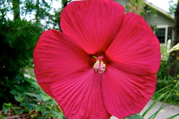 芙蓉花有花蕾能澆水嗎