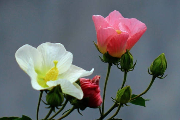 芙蓉花有花蕾能澆水嗎