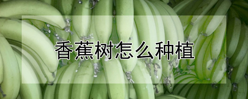 香蕉樹怎么種植