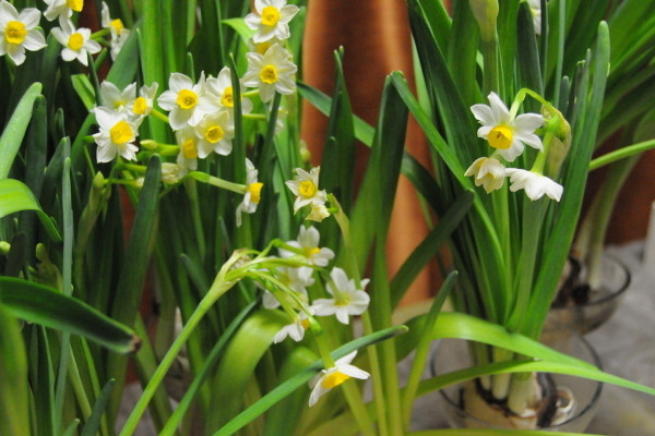 水仙花東倒西歪怎么辦