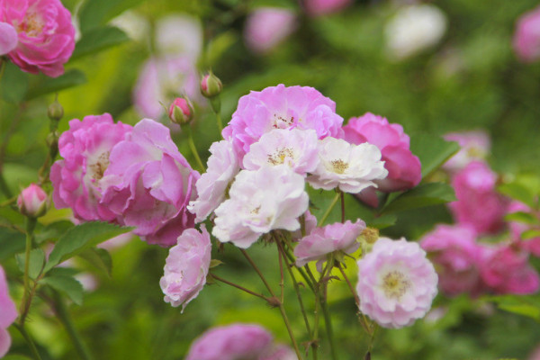 薔薇花是怎么開放的