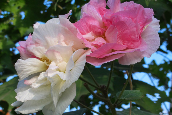 芙蓉花冬季能生長嗎