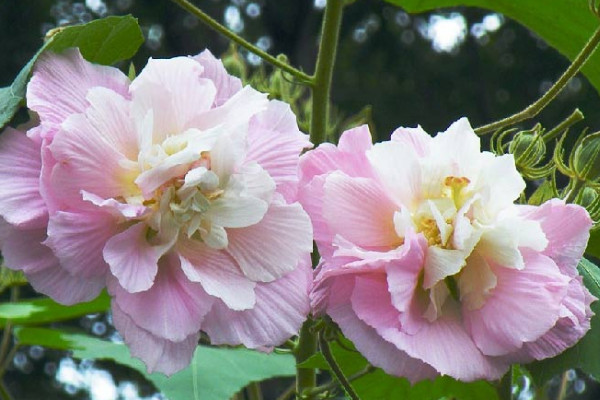 芙蓉花冬眠用澆水嗎