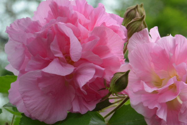 芙蓉花只剩根部還能活么